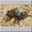 Pompilus cinereus - Wegwespe w54d mit Wolfsspinne - Sandgrube OS-Wallenhorst.jpg